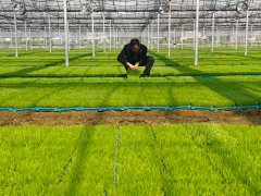 <b>寿光已从“种菜看天”转向“种菜看数”——智</b> 